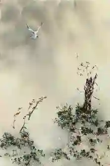 Flight Over Yellow Blooms