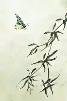 Asian Butterfly