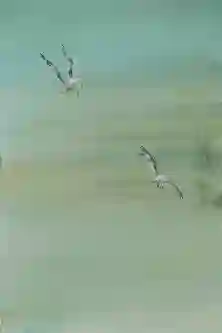 Waltz  In A Tranquil Sky