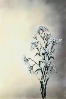 Baby_s Breath