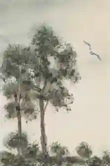 Flying Over The Grove