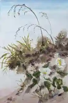 Dunes In Bloom